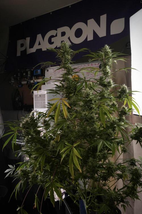 Animal Mints-Legends of the Frozen North. Week 13 - Animal Mints No veg 12-12 from seed