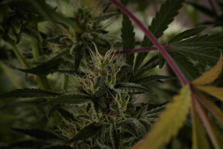 Animal Mints-Legends of the Frozen North. Week 13 - Animal Mints No veg 12-12 from seed