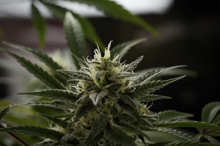 Animal Mints-Legends of the Frozen North. Week 13 - Animal Mints No veg 12-12 from seed