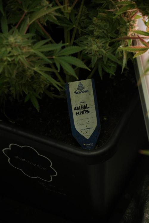 Animal Mints-Legends of the Frozen North. Week 13 - Animal Mints No veg 12-12 from seed