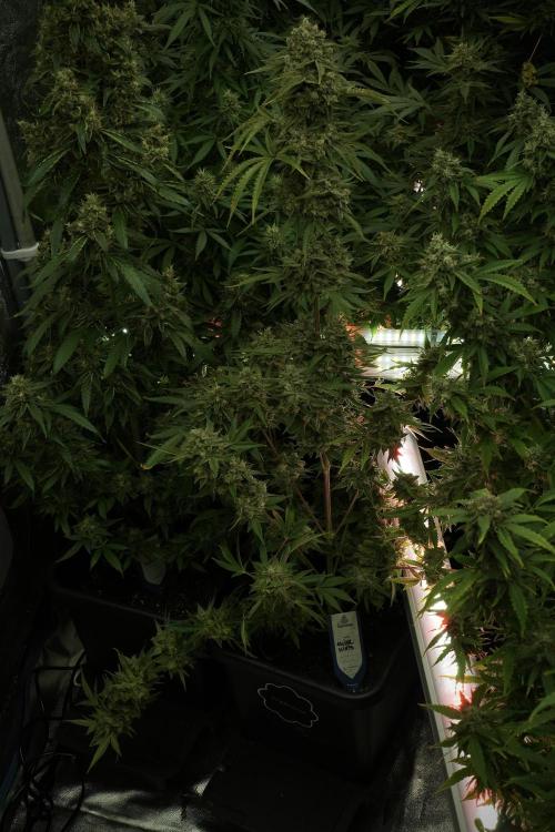Animal Mints-Legends of the Frozen North. Week 13 - Animal Mints No veg 12-12 from seed