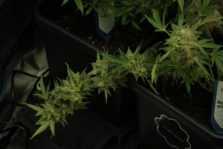 Animal Mints-Legends of the Frozen North. Week 13 - Animal Mints No veg 12-12 from seed