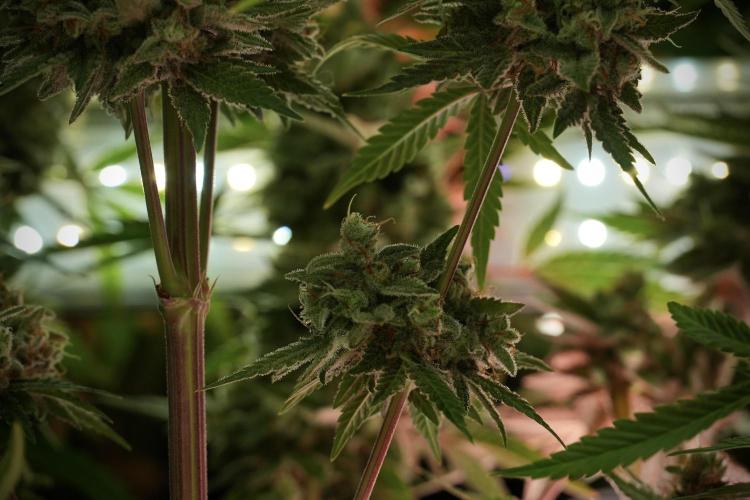 Animal Mints-Legends of the Frozen North. Week 13 - Animal Mints No veg 12-12 from seed