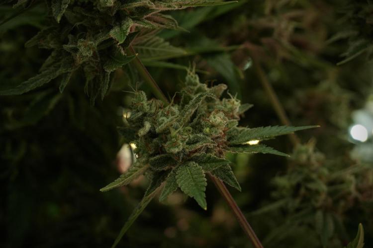 Animal Mints-Legends of the Frozen North. Week 13 - Animal Mints No veg 12-12 from seed