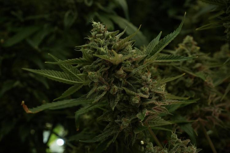 Animal Mints-Legends of the Frozen North. Week 13 - Animal Mints No veg 12-12 from seed