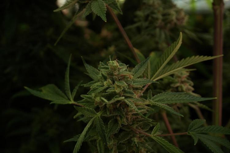 Animal Mints-Legends of the Frozen North. Week 13 - Animal Mints No veg 12-12 from seed