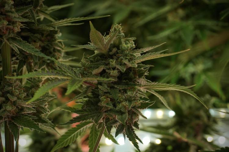 Animal Mints-Legends of the Frozen North. Week 13 - Animal Mints No veg 12-12 from seed