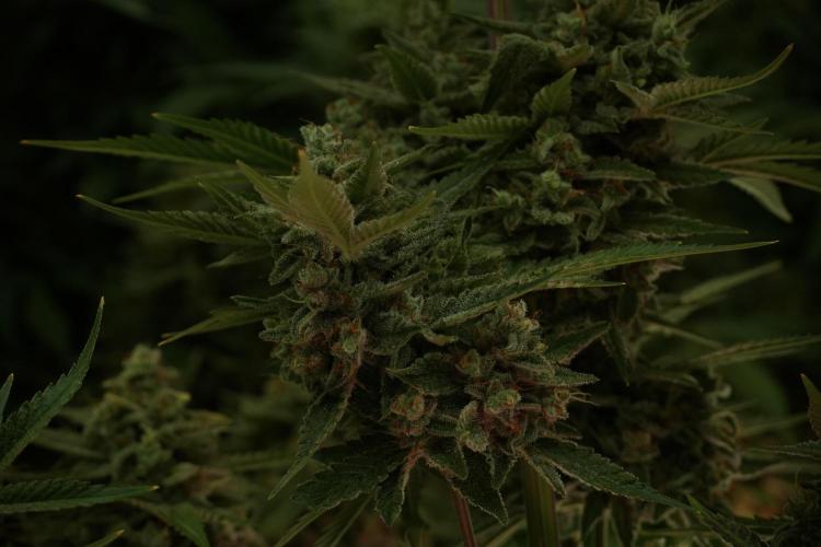 Animal Mints-Legends of the Frozen North. Week 13 - Animal Mints No veg 12-12 from seed
