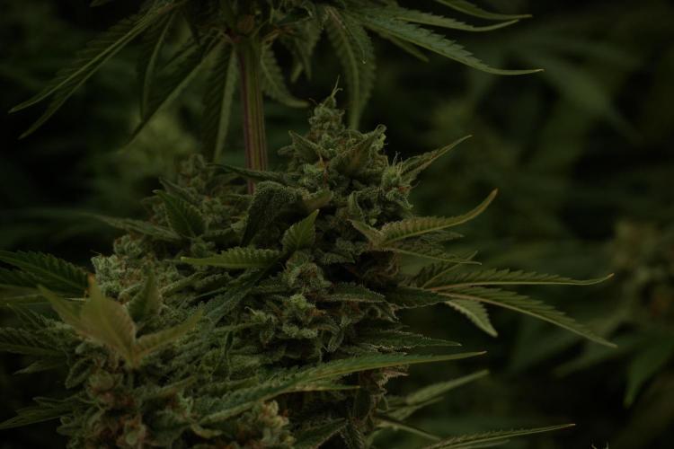 Animal Mints-Legends of the Frozen North. Week 13 - Animal Mints No veg 12-12 from seed