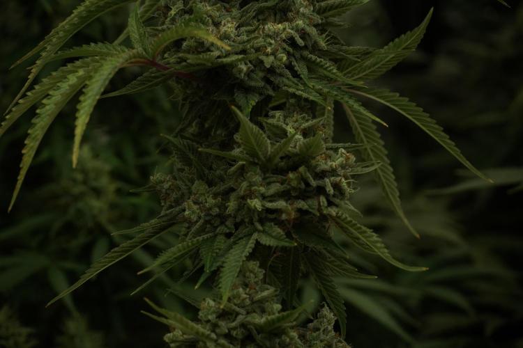 Animal Mints-Legends of the Frozen North. Week 13 - Animal Mints No veg 12-12 from seed