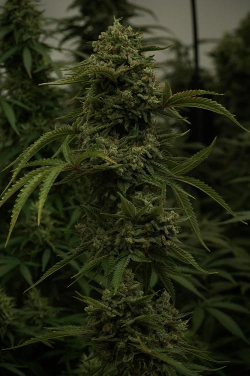 Animal Mints-Legends of the Frozen North. Week 13 - Animal Mints No veg 12-12 from seed
