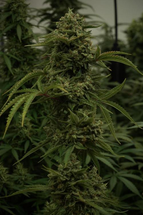 Animal Mints-Legends of the Frozen North. Week 13 - Animal Mints No veg 12-12 from seed