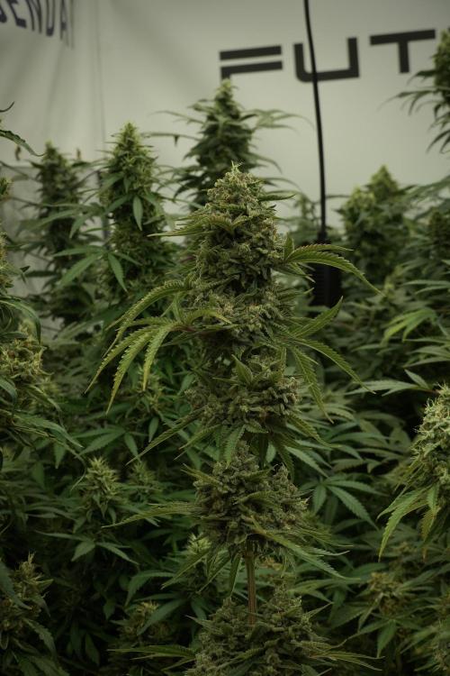 Animal Mints-Legends of the Frozen North. Week 13 - Animal Mints No veg 12-12 from seed