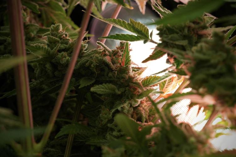 Animal Mints-Legends of the Frozen North. Week 13 - Animal Mints No veg 12-12 from seed