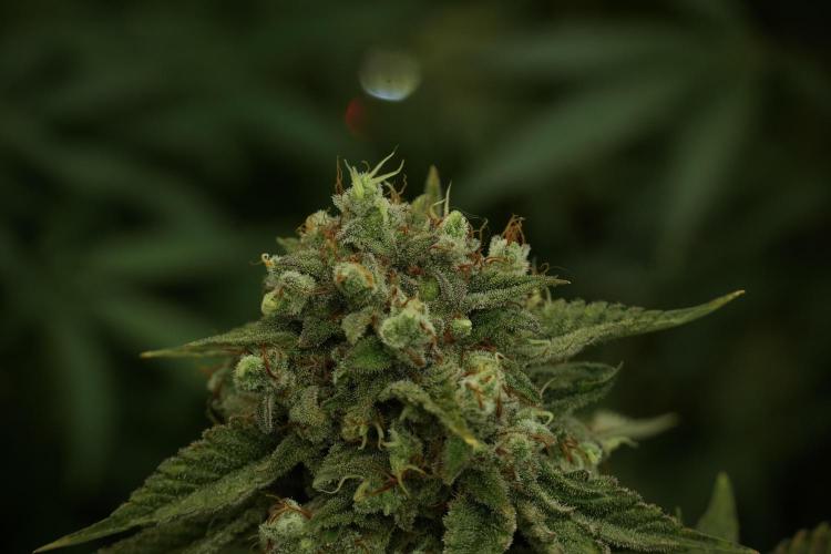 Animal Mints-Legends of the Frozen North. Week 13 - Animal Mints No veg 12-12 from seed
