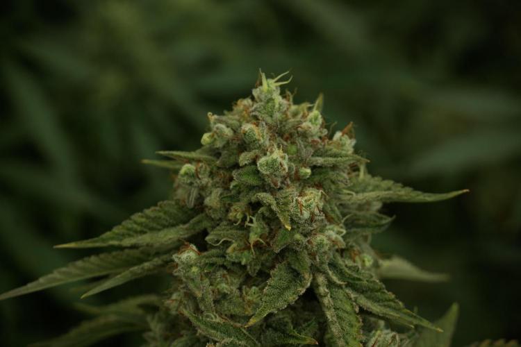 Animal Mints-Legends of the Frozen North. Week 13 - Animal Mints No veg 12-12 from seed