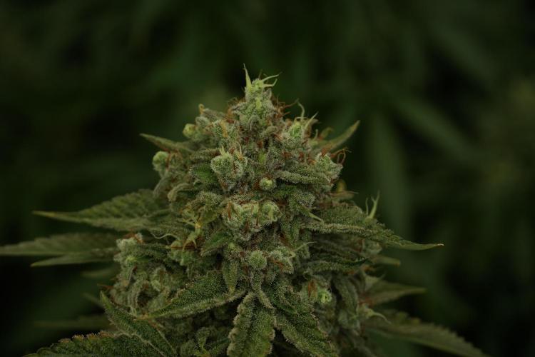 Animal Mints-Legends of the Frozen North. Week 13 - Animal Mints No veg 12-12 from seed