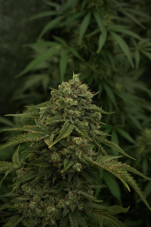 Animal Mints-Legends of the Frozen North. Week 13 - Animal Mints No veg 12-12 from seed