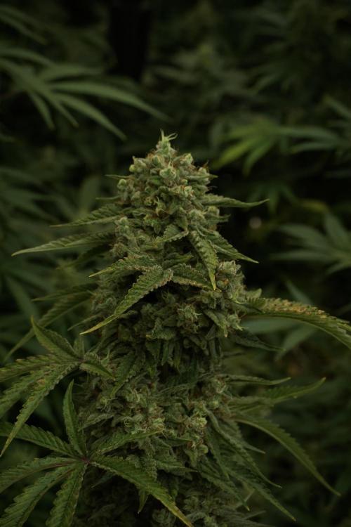 Animal Mints-Legends of the Frozen North. Week 13 - Animal Mints No veg 12-12 from seed