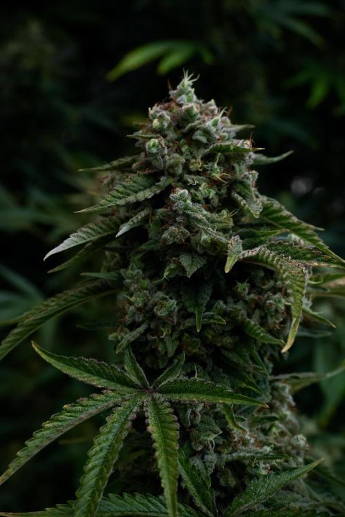 Animal Mints-Legends of the Frozen North. Week 13 - Animal Mints No veg 12-12 from seed