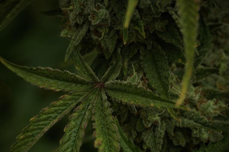 Animal Mints-Legends of the Frozen North. Week 13 - Animal Mints No veg 12-12 from seed