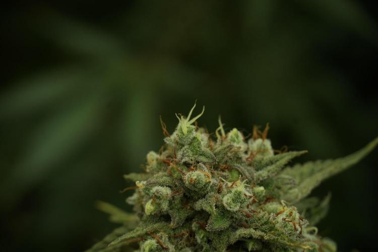 Animal Mints-Legends of the Frozen North. Week 13 - Animal Mints No veg 12-12 from seed
