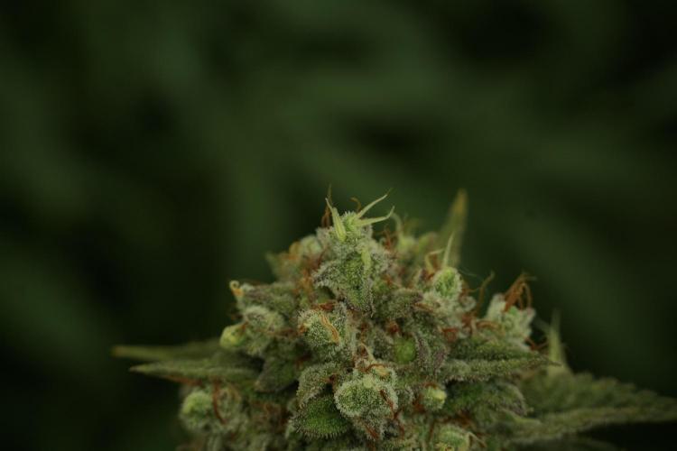 Animal Mints-Legends of the Frozen North. Week 13 - Animal Mints No veg 12-12 from seed
