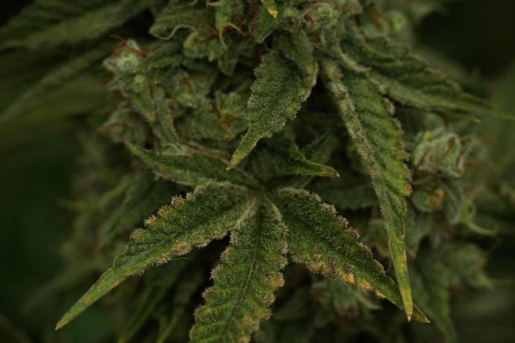 Animal Mints-Legends of the Frozen North. Week 13 - Animal Mints No veg 12-12 from seed