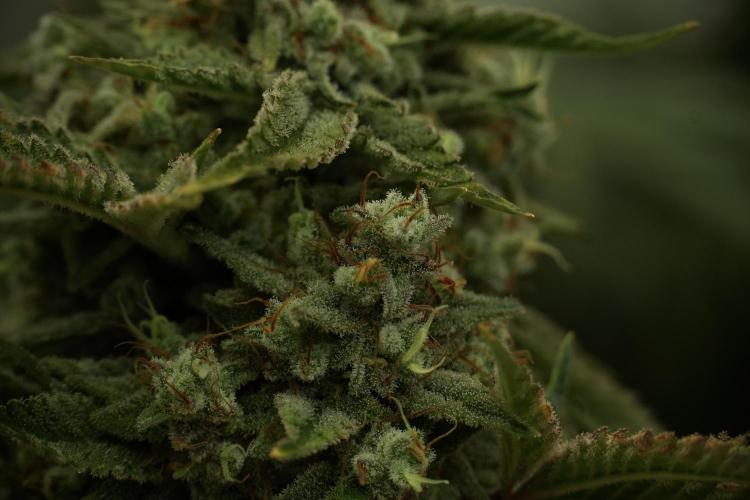 Animal Mints-Legends of the Frozen North. Week 13 - Animal Mints No veg 12-12 from seed