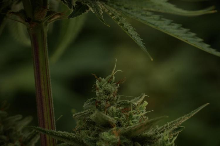 Animal Mints-Legends of the Frozen North. Week 13 - Animal Mints No veg 12-12 from seed