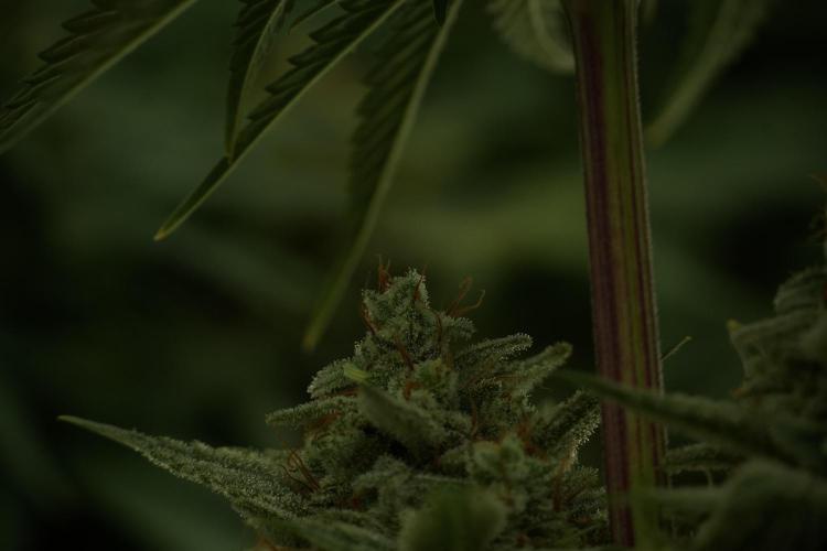 Animal Mints-Legends of the Frozen North. Week 13 - Animal Mints No veg 12-12 from seed