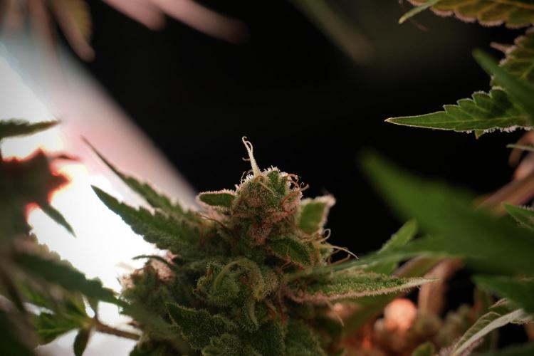 Animal Mints-Legends of the Frozen North. Week 13 - Animal Mints No veg 12-12 from seed