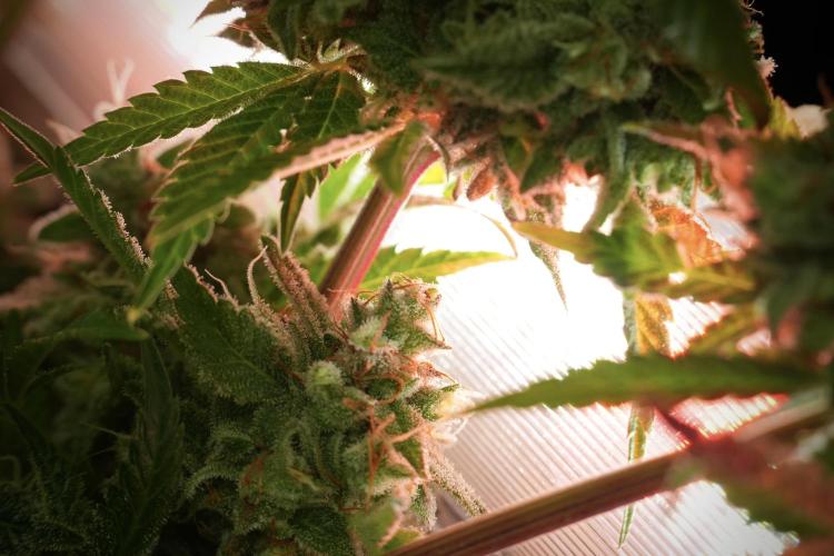 Animal Mints-Legends of the Frozen North. Week 13 - Animal Mints No veg 12-12 from seed