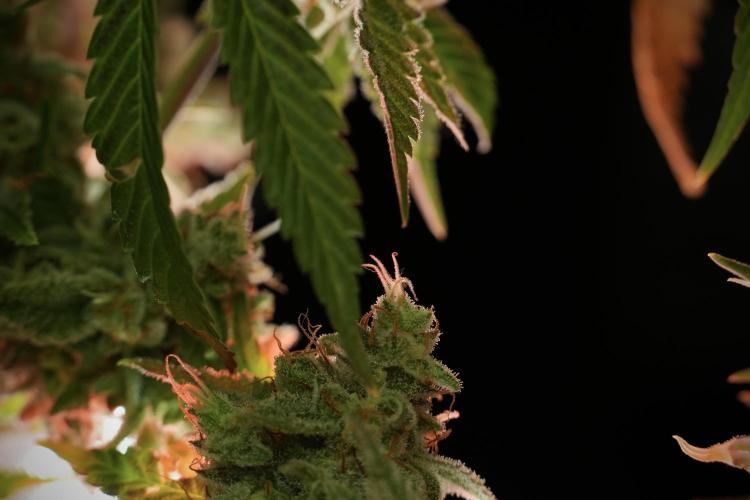 Animal Mints-Legends of the Frozen North. Week 13 - Animal Mints No veg 12-12 from seed