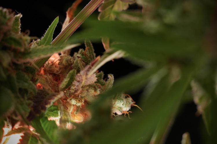 Animal Mints-Legends of the Frozen North. Week 13 - Animal Mints No veg 12-12 from seed