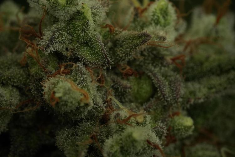 Animal Mints-Legends of the Frozen North. Week 13 - Animal Mints No veg 12-12 from seed