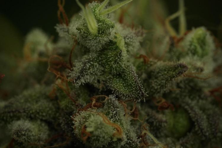 Animal Mints-Legends of the Frozen North. Week 13 - Animal Mints No veg 12-12 from seed