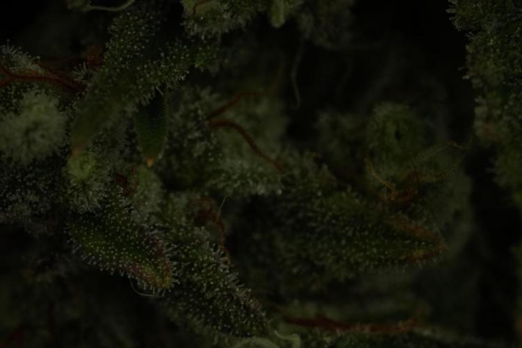 Animal Mints-Legends of the Frozen North. Week 13 - Animal Mints No veg 12-12 from seed