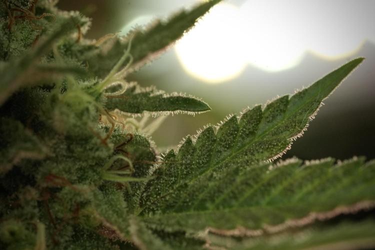 Animal Mints-Legends of the Frozen North. Week 13 - Animal Mints No veg 12-12 from seed