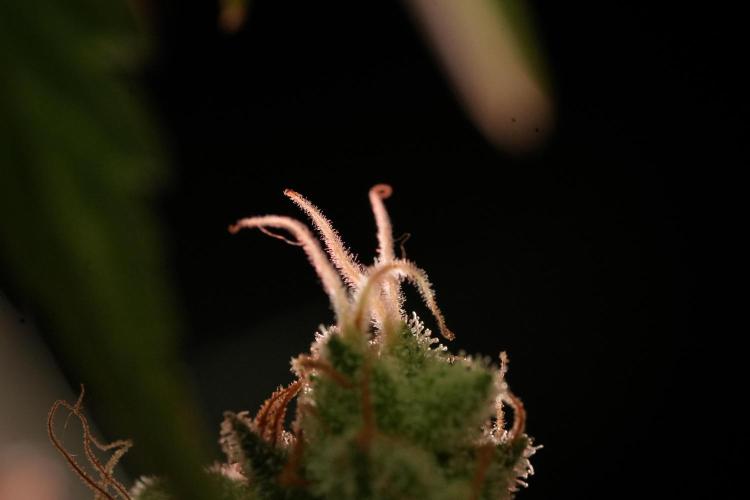 Animal Mints-Legends of the Frozen North. Week 13 - Animal Mints No veg 12-12 from seed