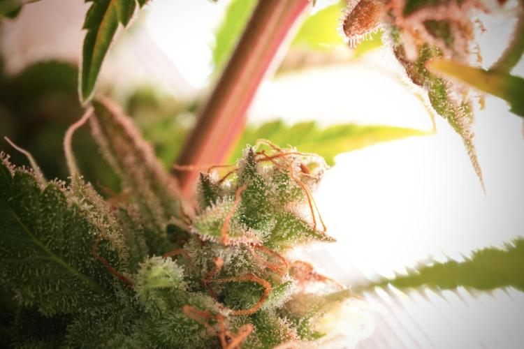 Animal Mints-Legends of the Frozen North. Week 13 - Animal Mints No veg 12-12 from seed