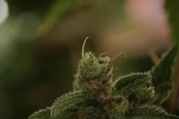 Animal Mints-Legends of the Frozen North. Week 13 - Animal Mints No veg 12-12 from seed