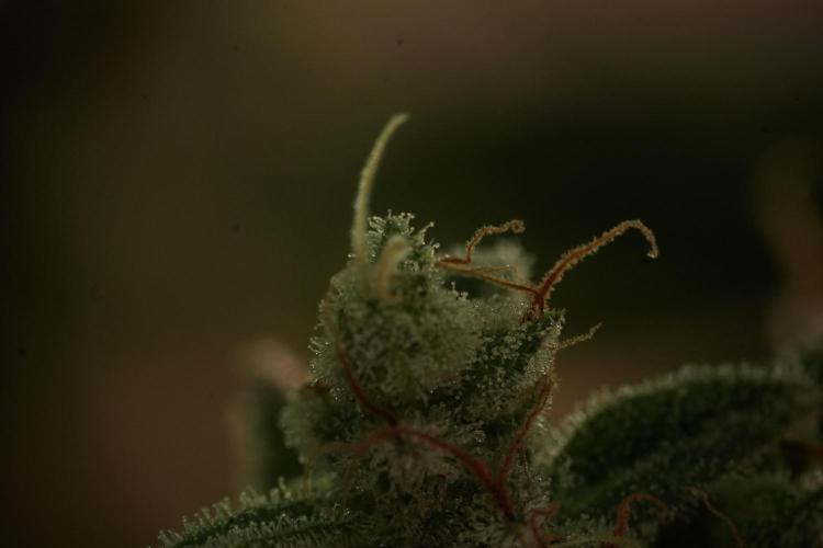 Animal Mints-Legends of the Frozen North. Week 13 - Animal Mints No veg 12-12 from seed
