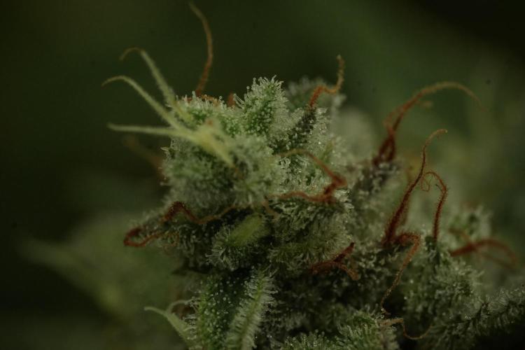 Animal Mints-Legends of the Frozen North. Week 13 - Animal Mints No veg 12-12 from seed