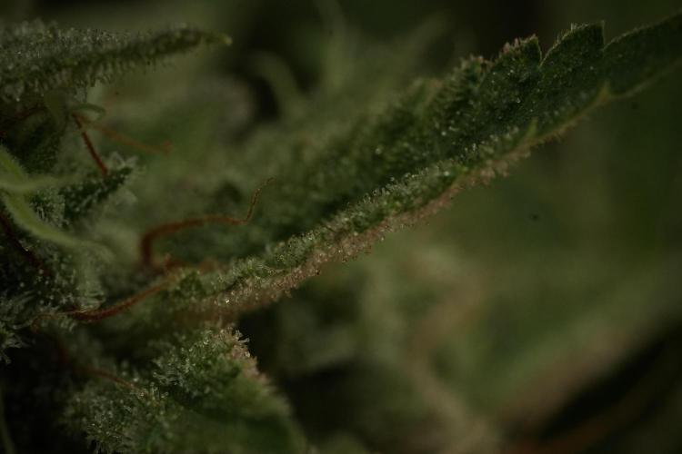 Animal Mints-Legends of the Frozen North. Week 13 - Animal Mints No veg 12-12 from seed