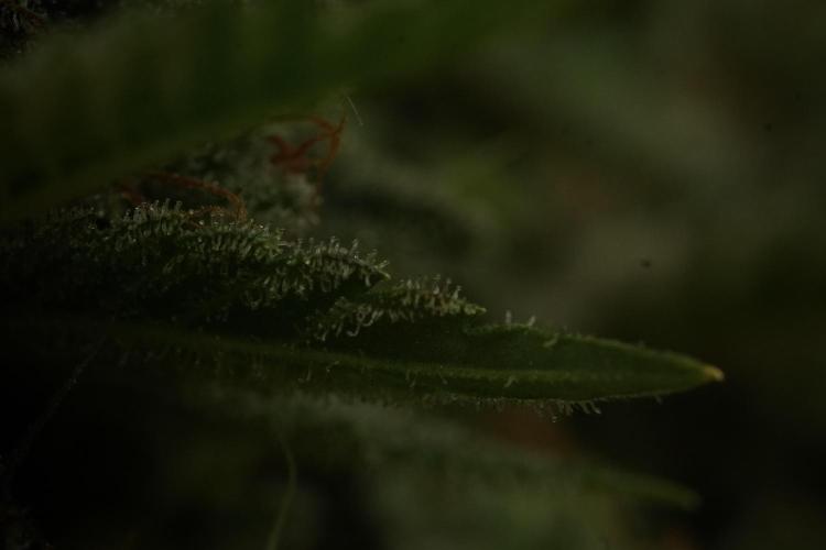 Animal Mints-Legends of the Frozen North. Week 13 - Animal Mints No veg 12-12 from seed