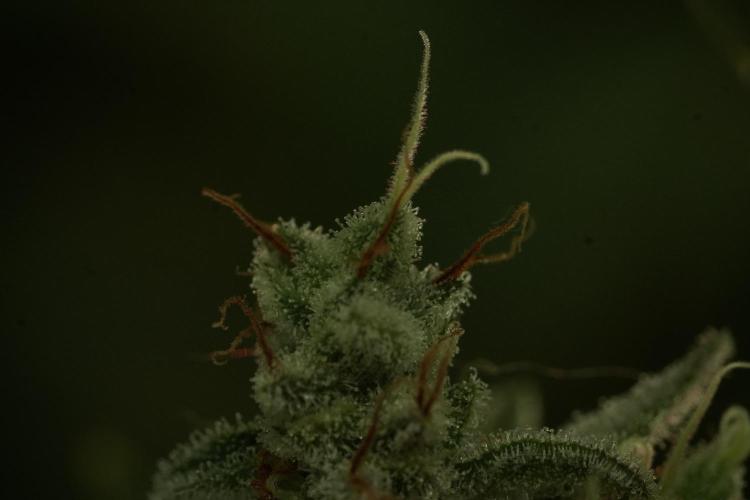 Animal Mints-Legends of the Frozen North. Week 13 - Animal Mints No veg 12-12 from seed