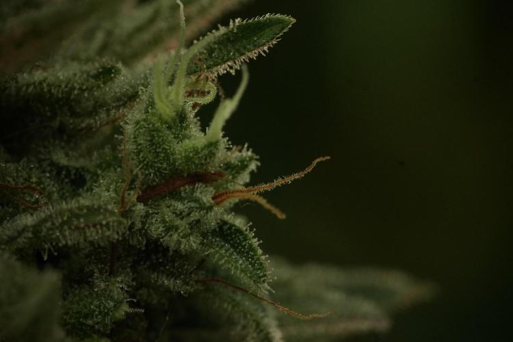 Animal Mints-Legends of the Frozen North. Week 13 - Animal Mints No veg 12-12 from seed