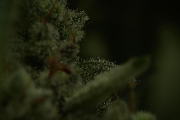 Animal Mints-Legends of the Frozen North. Week 13 - Animal Mints No veg 12-12 from seed