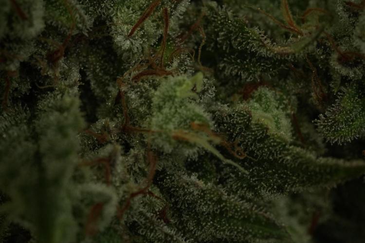 Animal Mints-Legends of the Frozen North. Week 13 - Animal Mints No veg 12-12 from seed